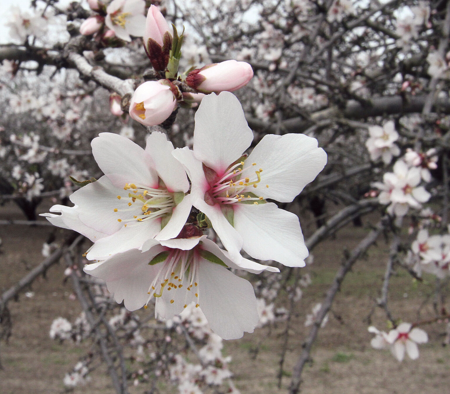 Almond trees in bloom